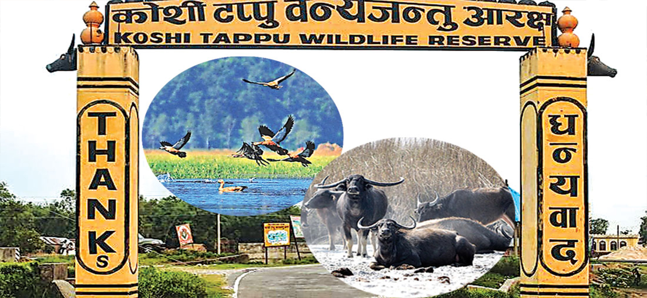 कोशीटप्पुमा पर्यटक आगमनमा वृद्धि